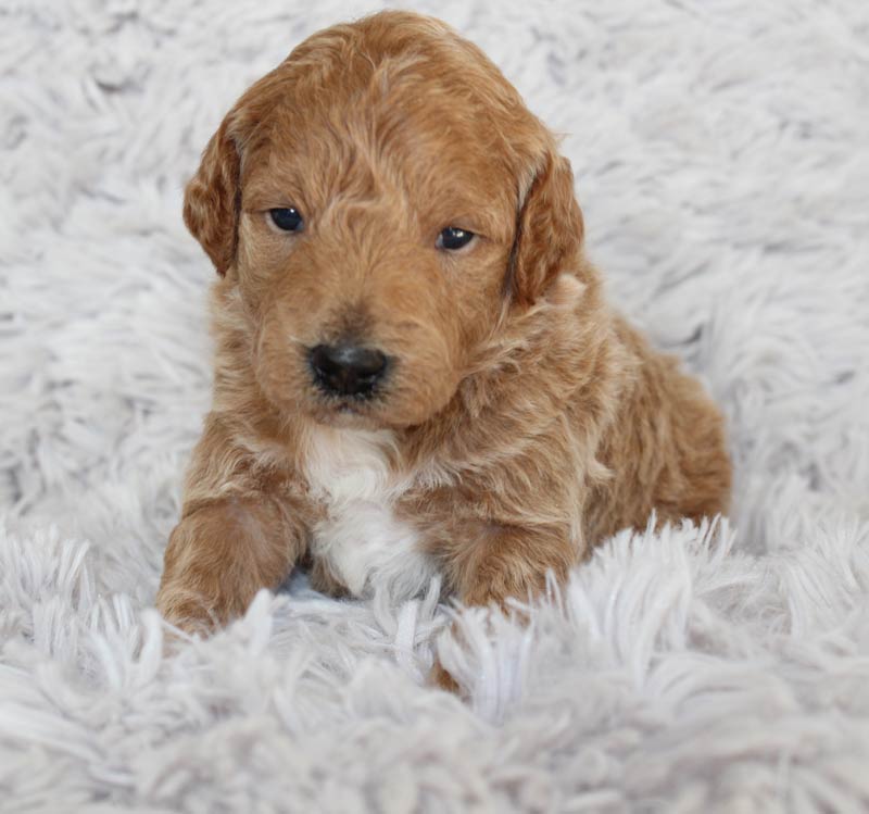 Amazingly cute Miniature Goldendoodle for sale in Anna.